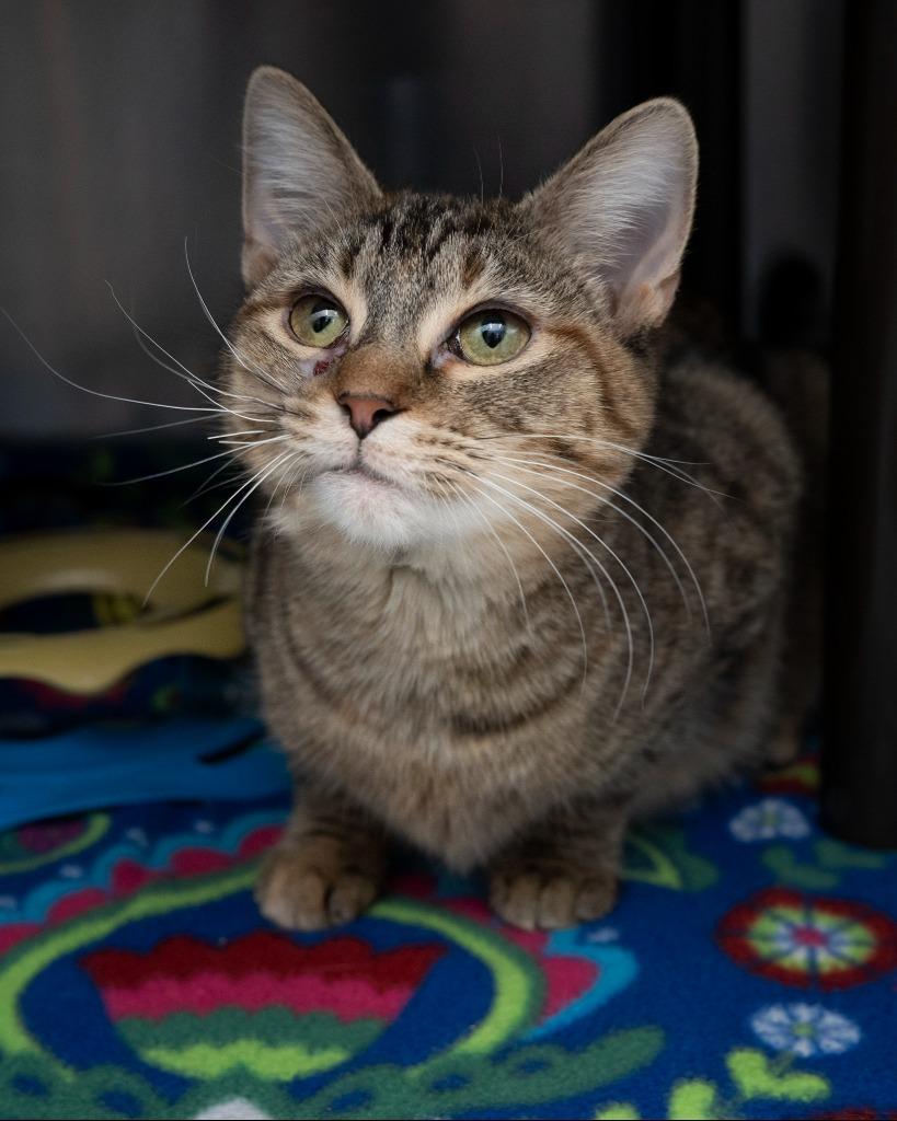 Laura, a Adoptable mixed breed in Boone, IA image 2/3