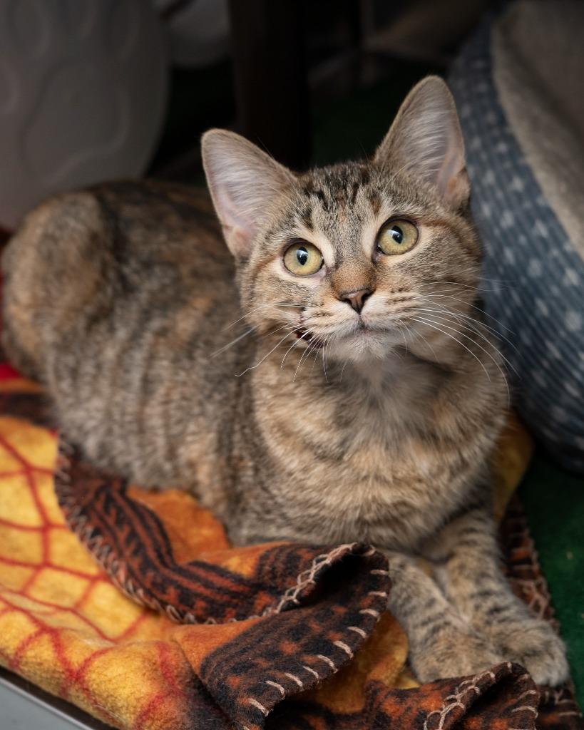 Laura, a Adoptable mixed breed in Boone, IA image 3/3