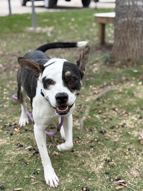 DAISY, Adoptable, Young Female Boxer.