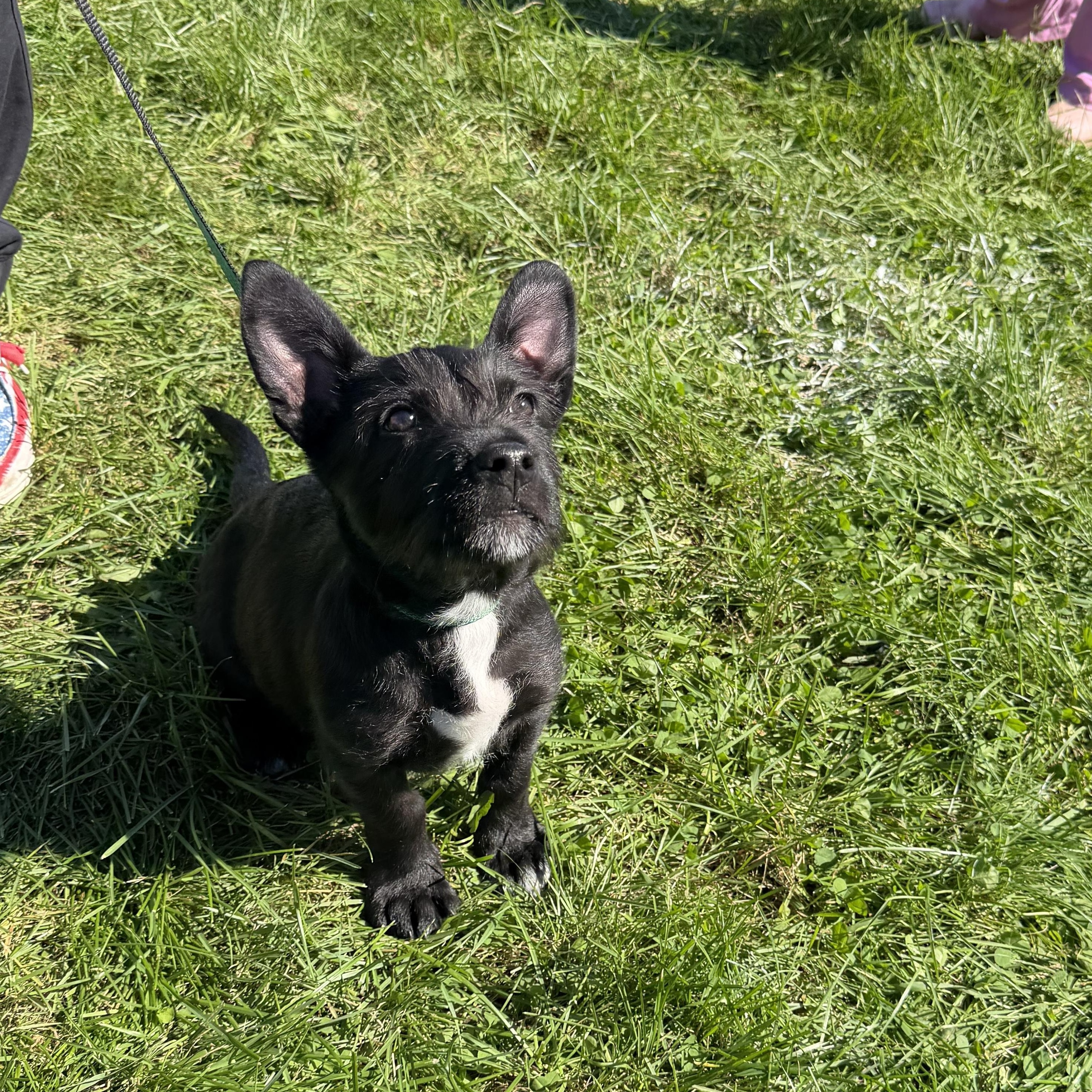 Enlarge Mighty Mini, a Adopted mixed breed in McHenry, IL image 1/4