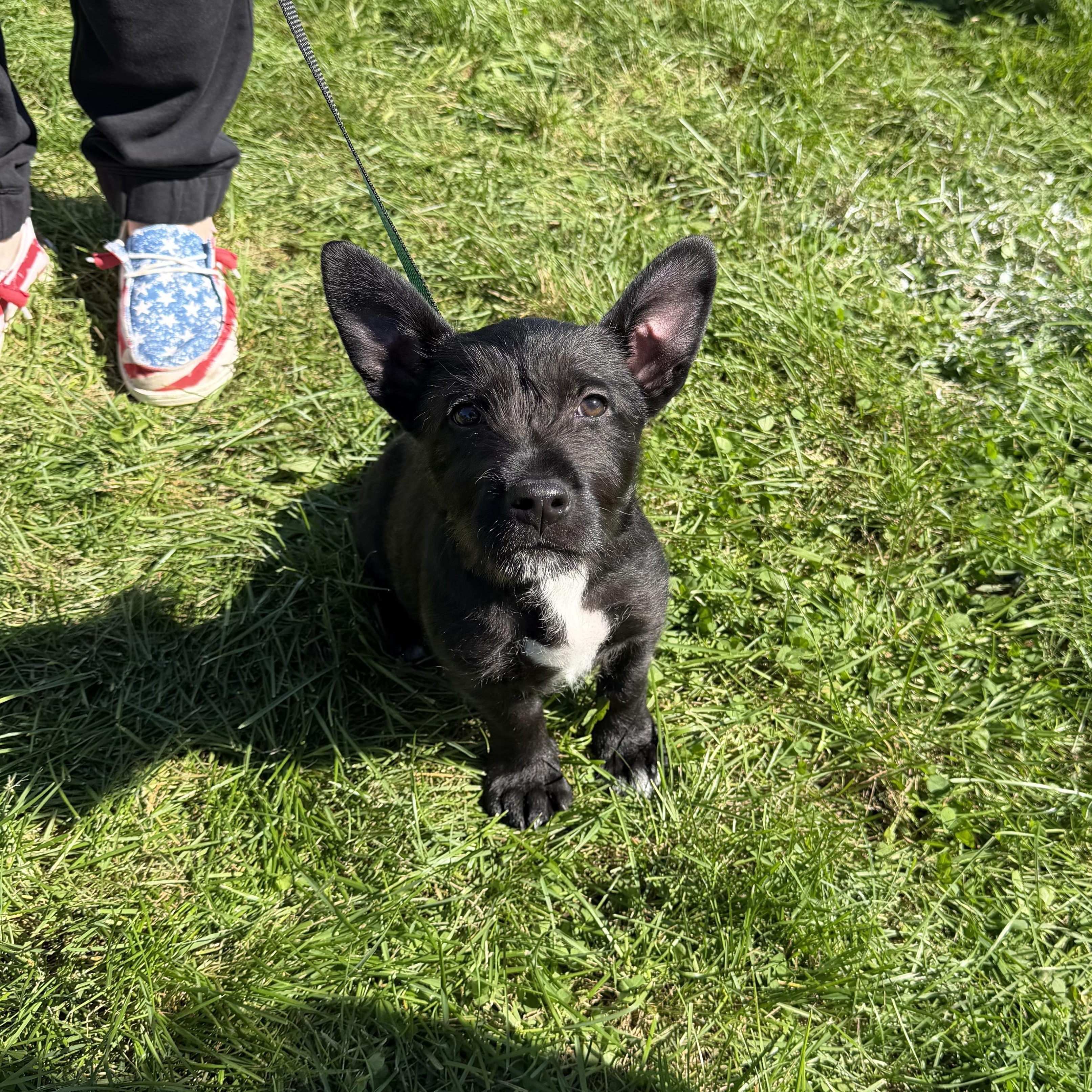 Enlarge Mighty Mini, a Adopted mixed breed in McHenry, IL image 4/4