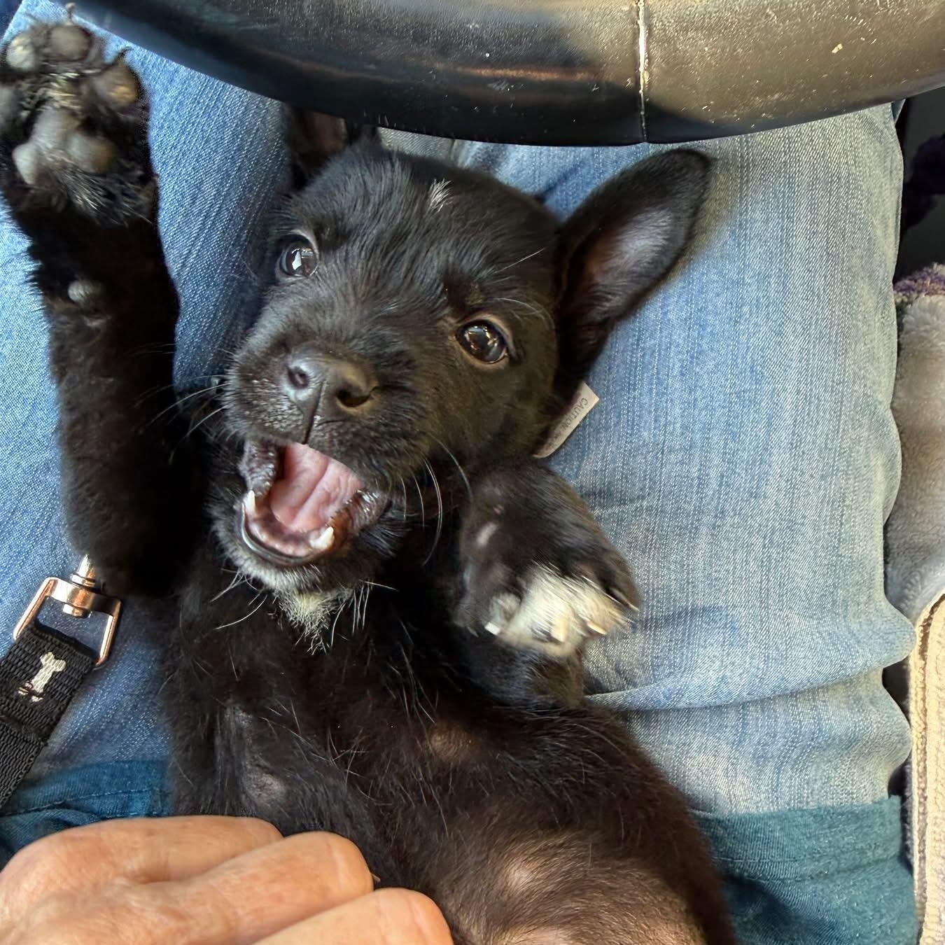 Enlarge Mighty Mini, a Adoptable mixed breed in McHenry, IL image 1/3