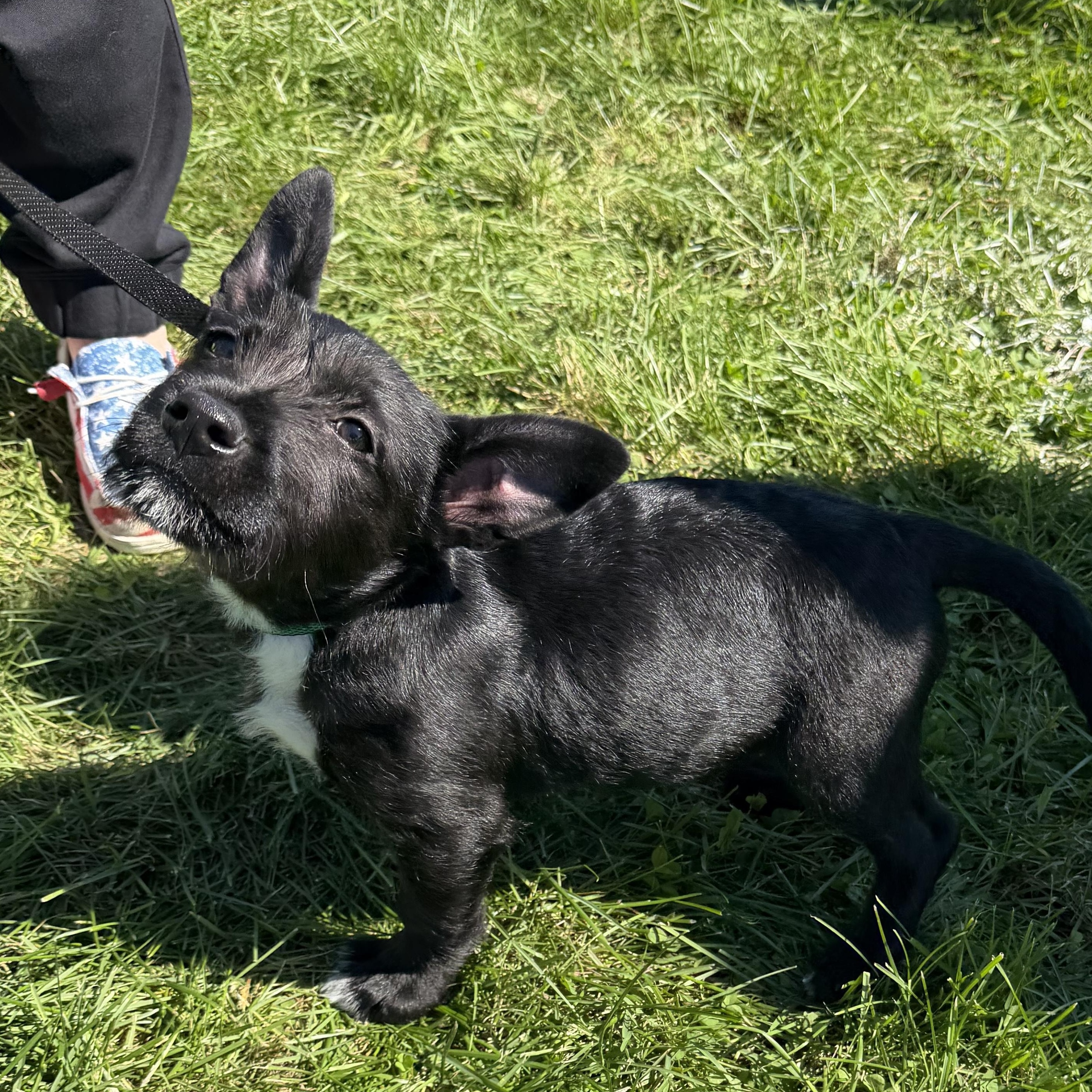 Enlarge Mighty Mini, a Adopted mixed breed in McHenry, IL image 3/4