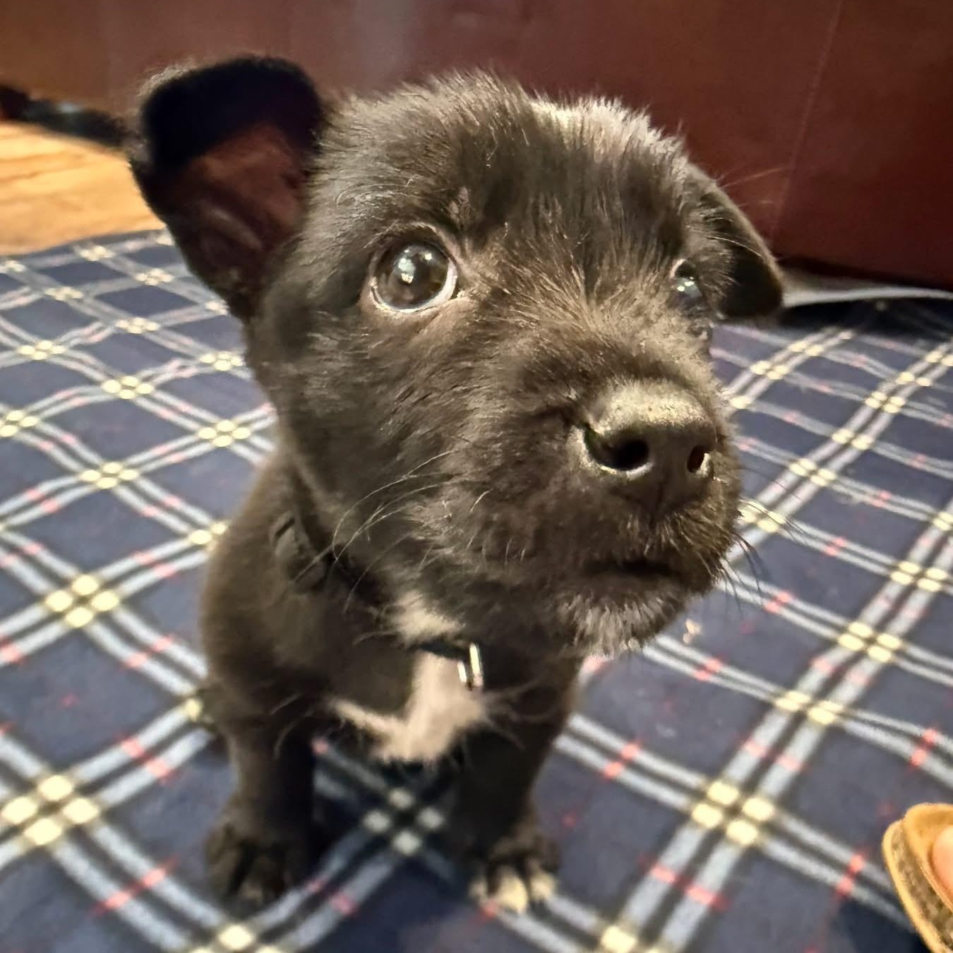 Enlarge Mighty Mini, a Adoptable mixed breed in McHenry, IL image 2/3