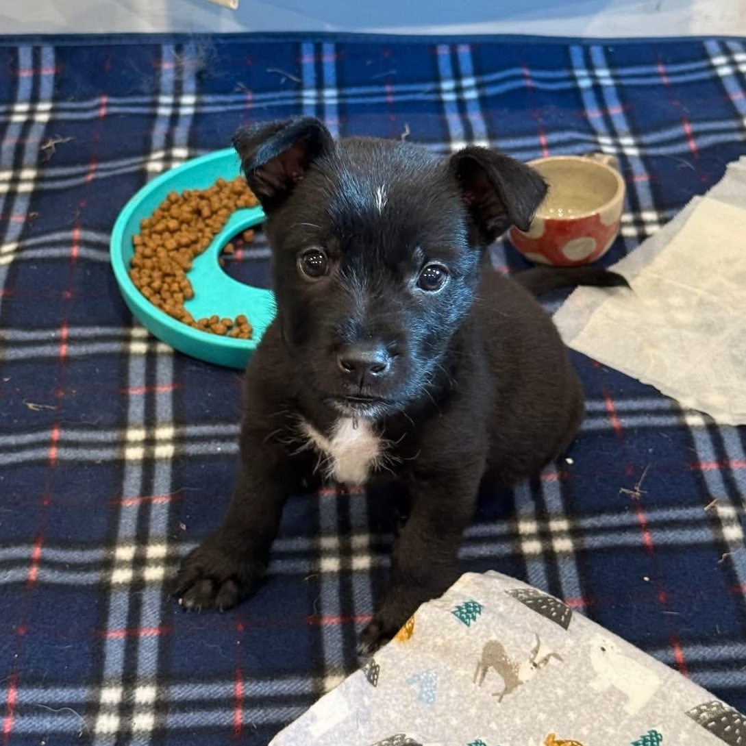 Enlarge Mighty Mini, a Adoptable mixed breed in McHenry, IL image 3/3