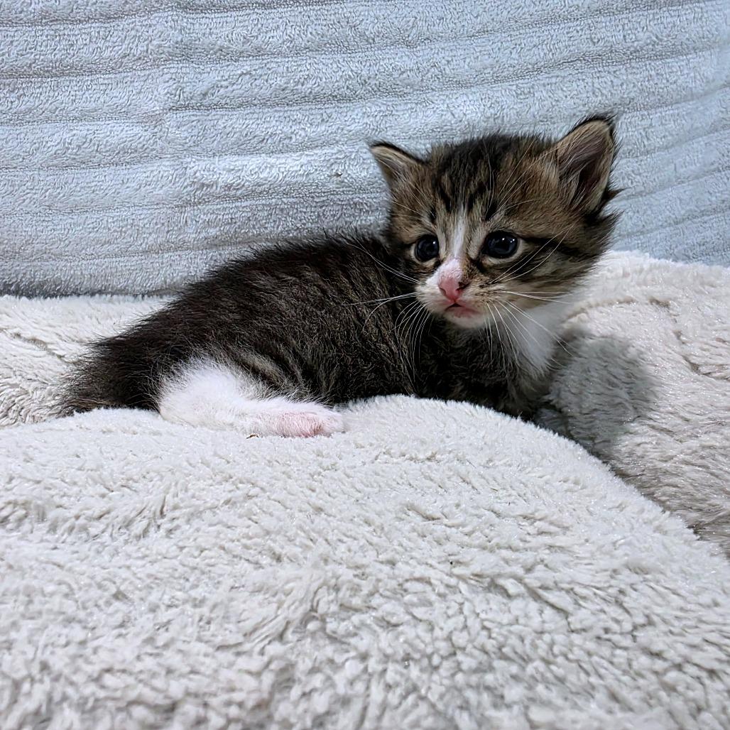 Opal (Hissky), Adoptable, Kitten Female Domestic Medium Hair.