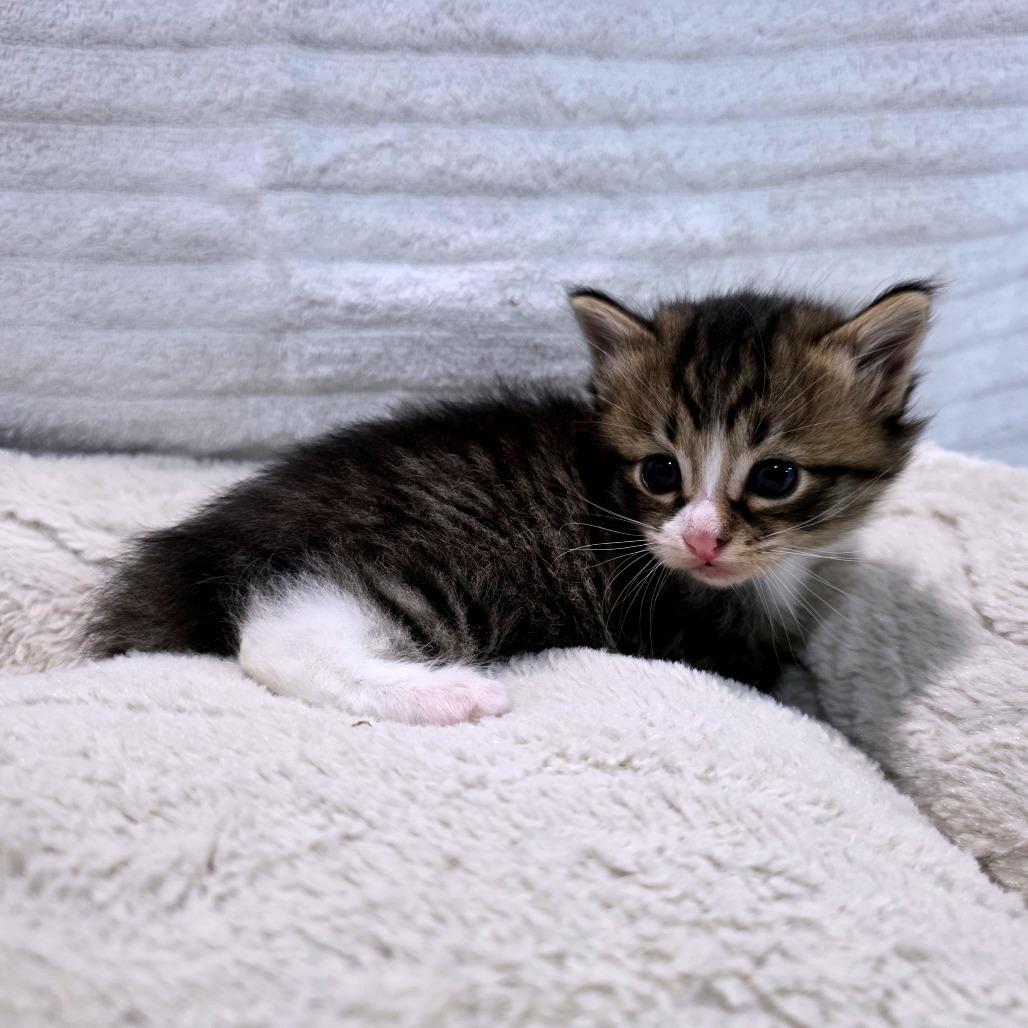 Enlarge Opal (Hissky), a Adoptable Domestic Medium Hair in Clarksville, TN image 2/6