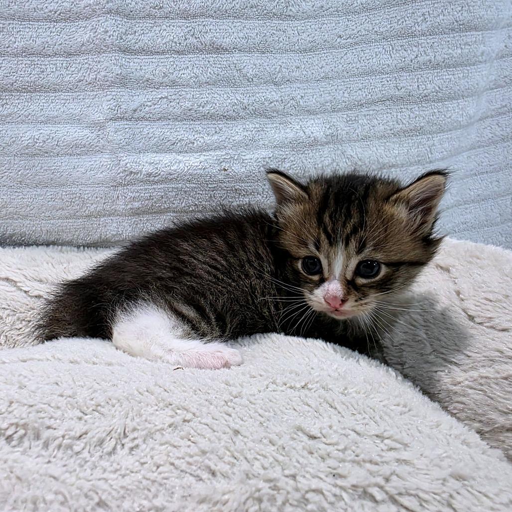 Enlarge Opal (Hissky), a Adoptable Domestic Medium Hair in Clarksville, TN image 3/6