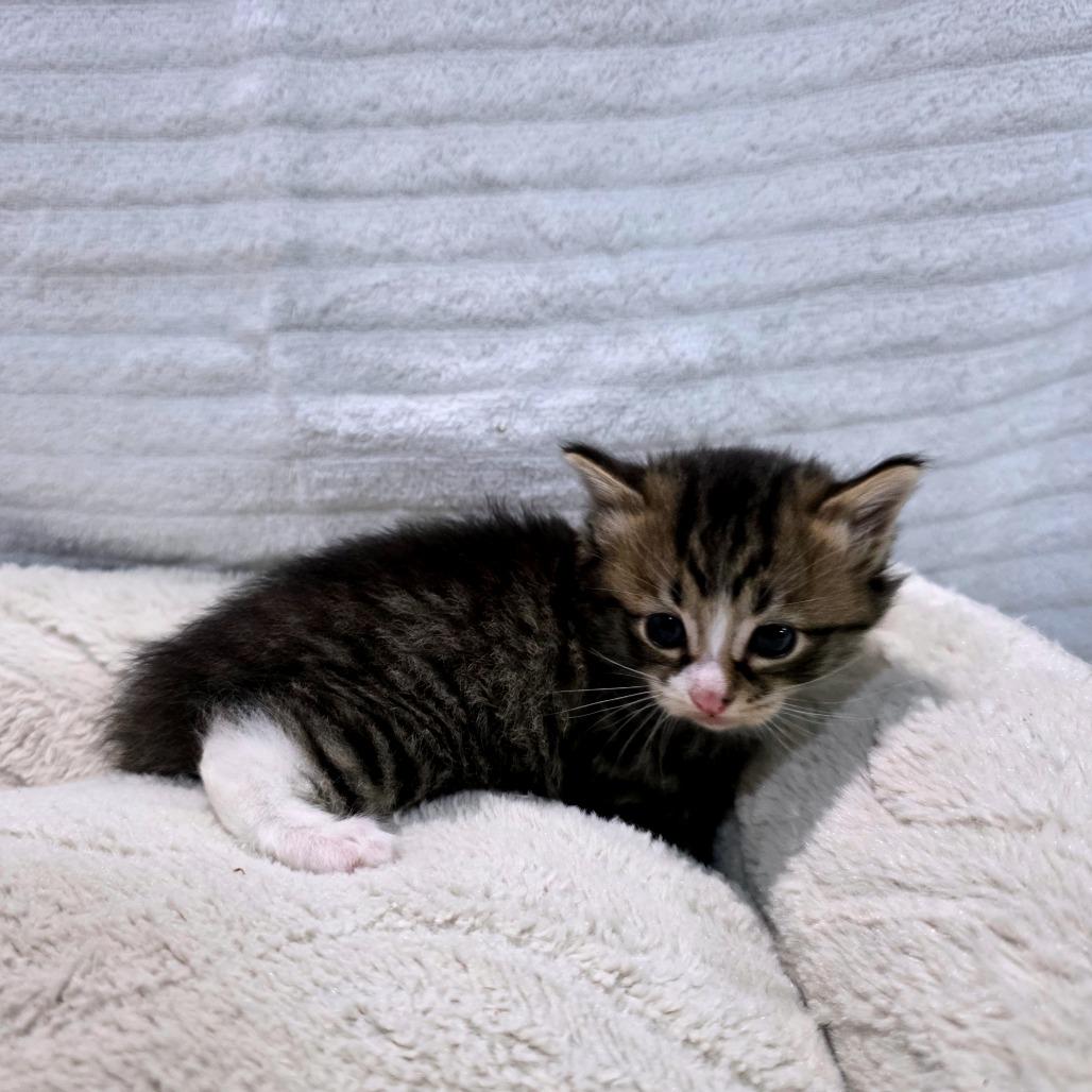 Enlarge Opal (Hissky), a Adoptable Domestic Medium Hair in Clarksville, TN image 4/6