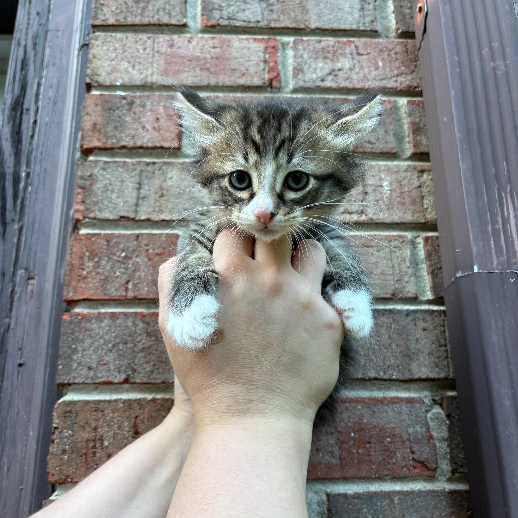 Enlarge Opal (Hissky), a Adoptable Domestic Medium Hair in Clarksville, TN image 5/6