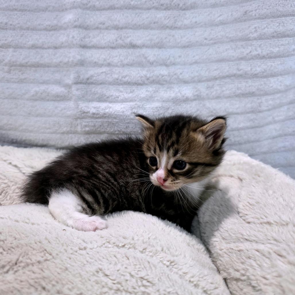 Enlarge Opal (Hissky), a Adoptable Domestic Medium Hair in Clarksville, TN image 6/6