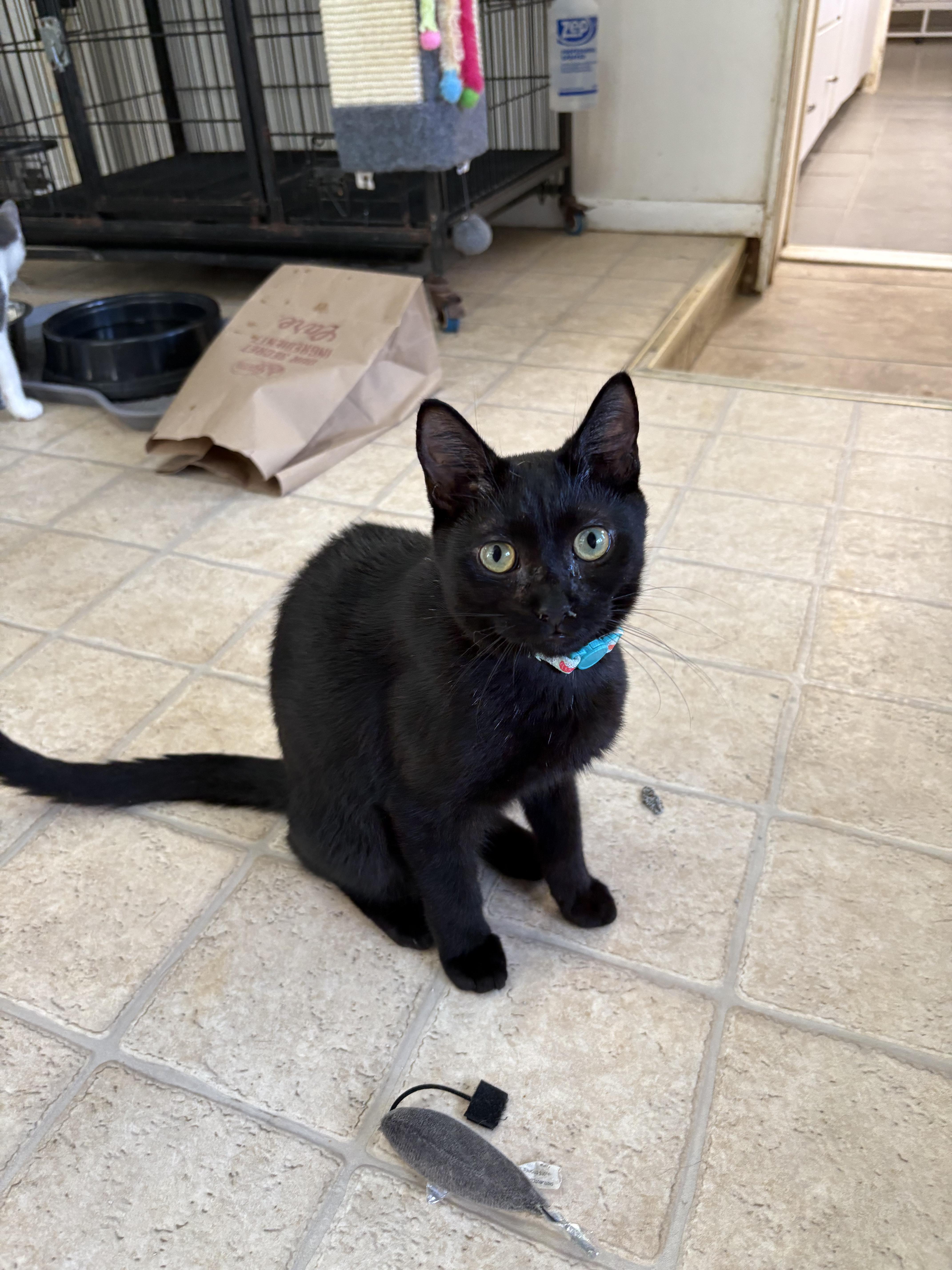 Hershey, a Adoptable Domestic Short Hair in Melbourne, FL image 1/4