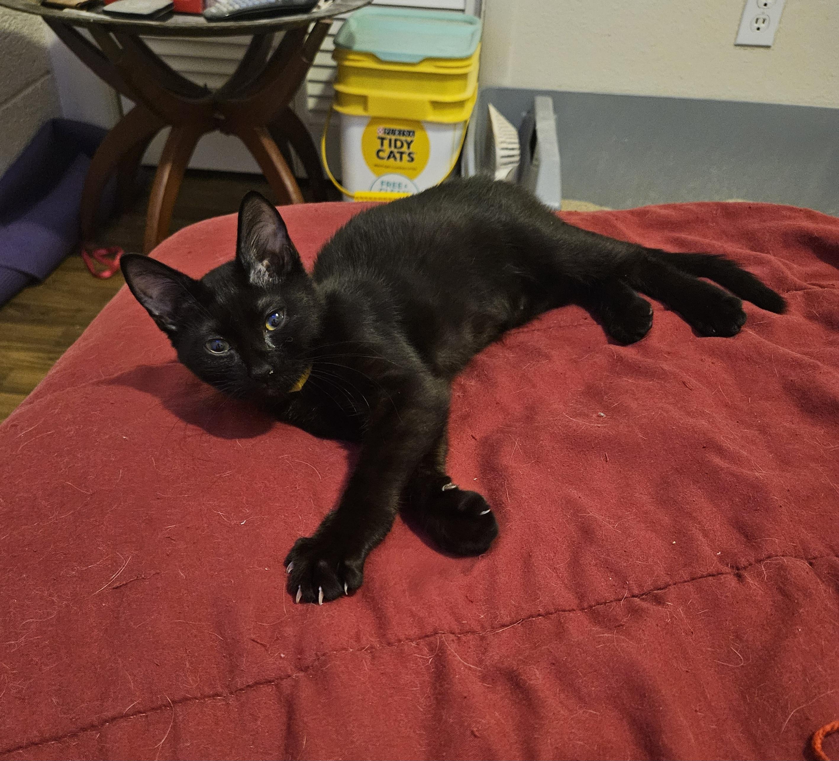 Hershey, Adoptable, Young Female Domestic Short Hair.