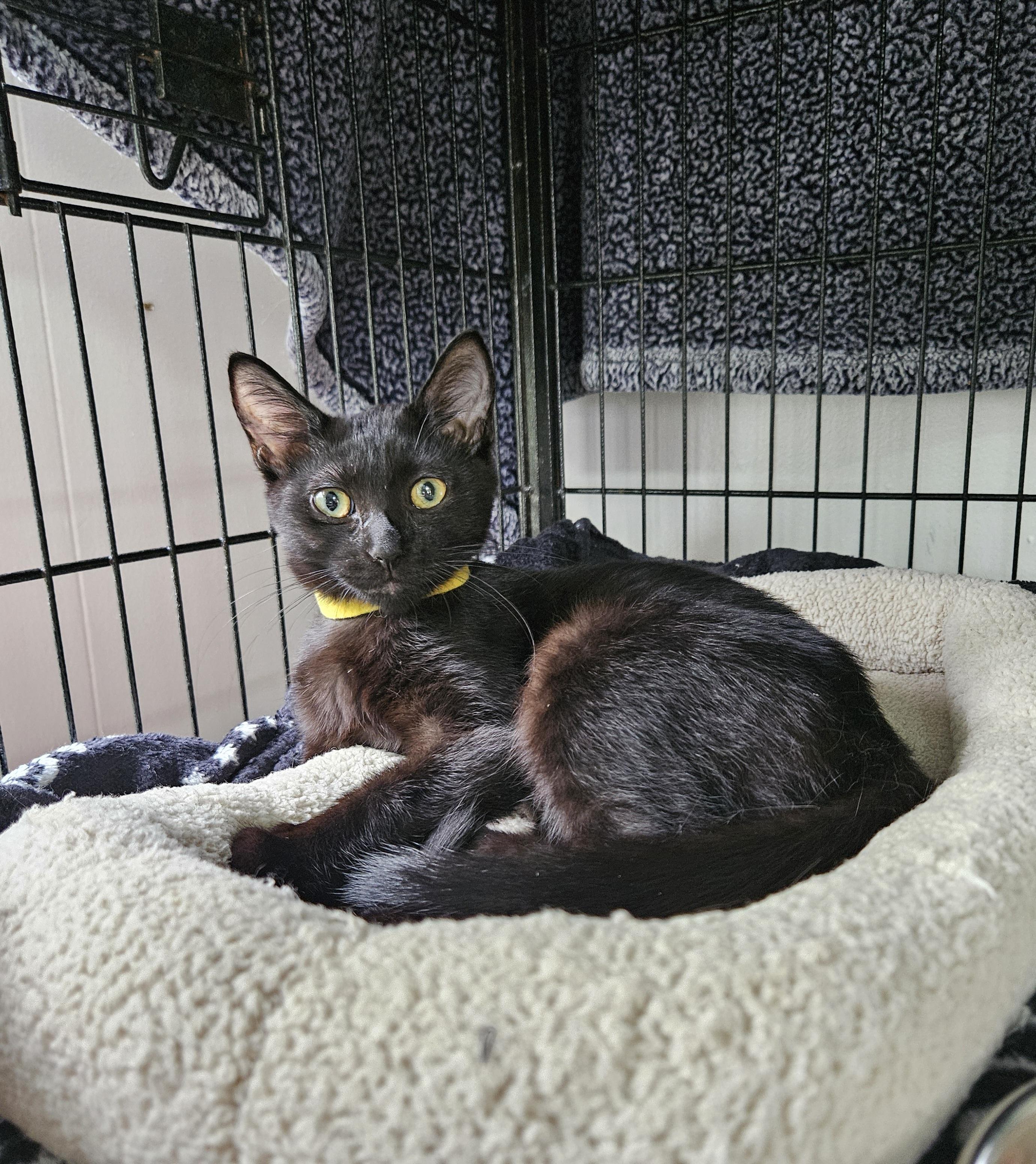 Hershey, a Adoptable Domestic Short Hair in Melbourne, FL image 3/4
