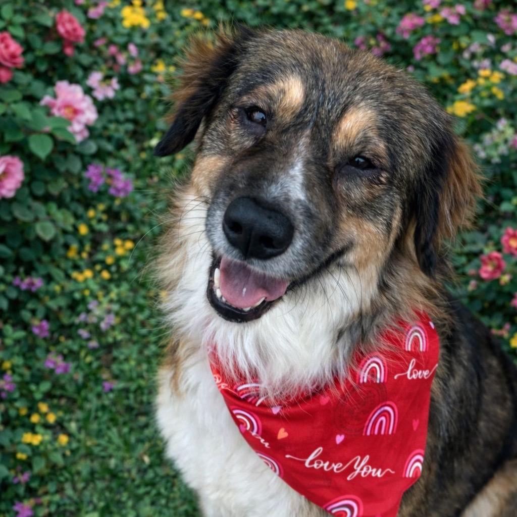 Enlarge Lola IV, a Adoptable Anatolian Shepherd in Mount Pleasant, TX image 1/6