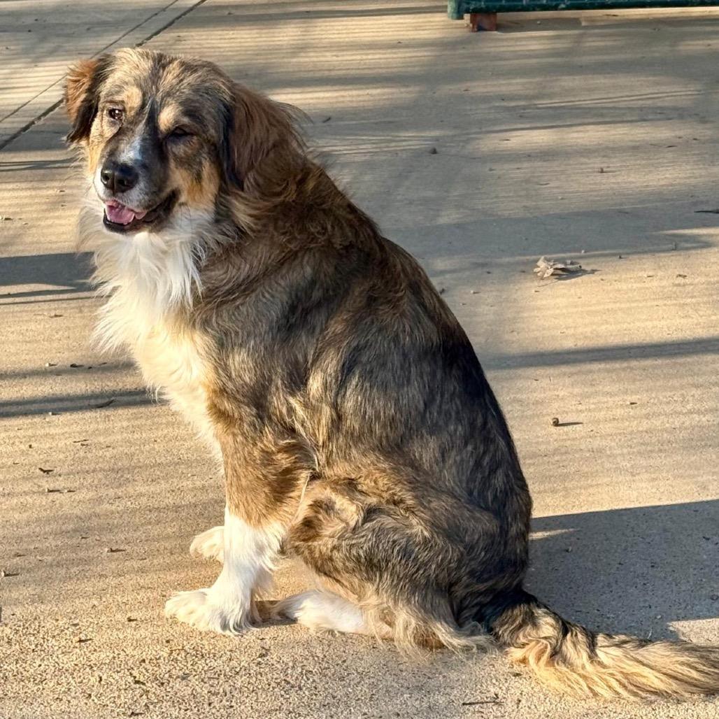 Enlarge Lola IV, a Adoptable Anatolian Shepherd in Mount Pleasant, TX image 2/6