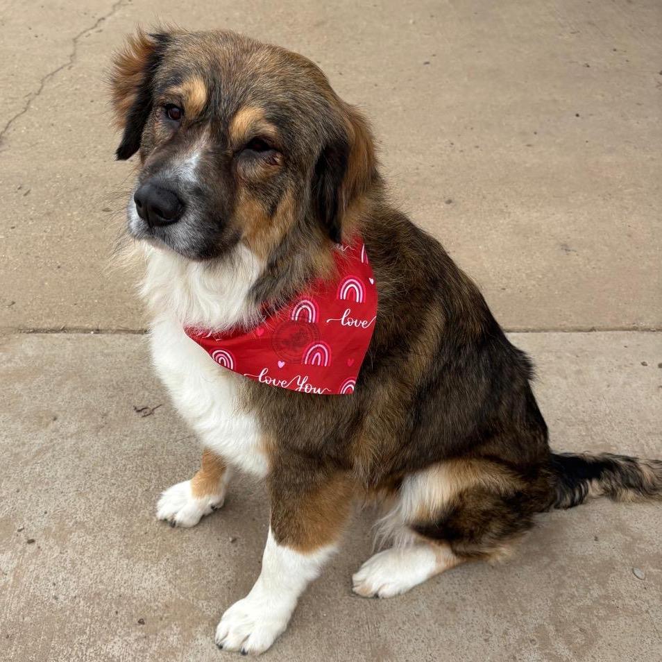 Enlarge Lola IV, a Adoptable Anatolian Shepherd in Mount Pleasant, TX image 3/6