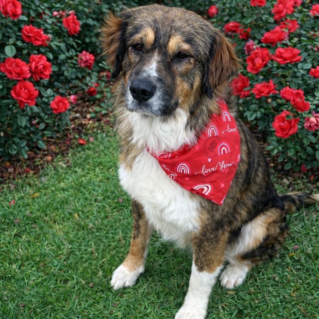 Enlarge Lola IV, a Adoptable Anatolian Shepherd in Mount Pleasant, TX image 5/6
