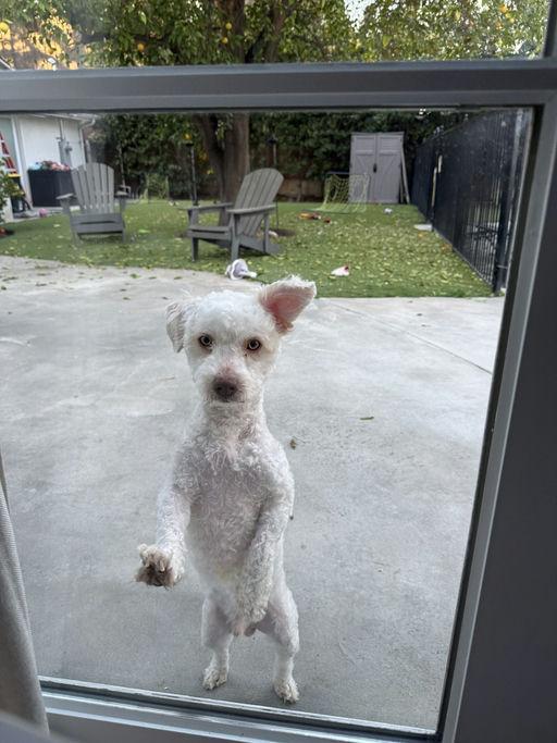 Casper, an adopted mixed breed in Los Angeles, CA image 2/3