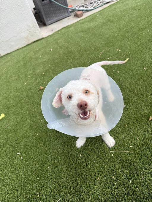 Casper, an adopted mixed breed in Los Angeles, CA image 3/3