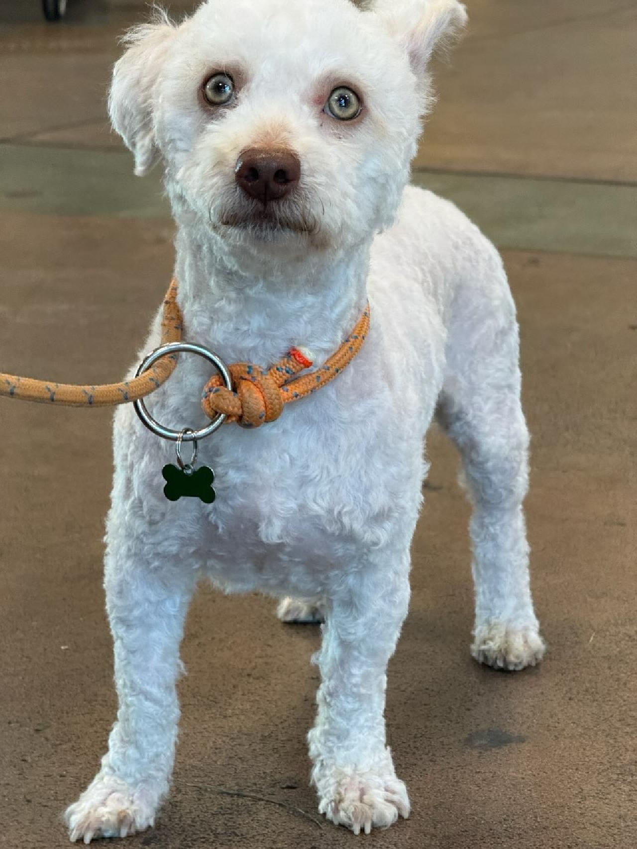 Casper, adopted, Young Male Miniature Poodle.