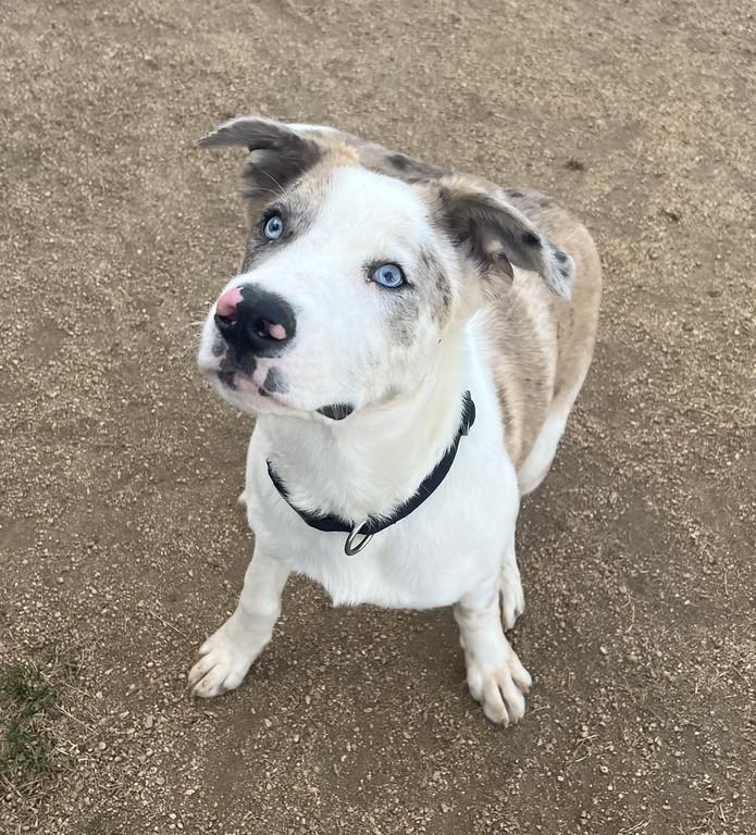 Enlarge Ricky, a ADOPTABLE mixed breed in Granbury, TX image 3/3