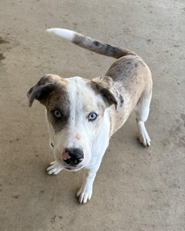 Enlarge Ricky, a ADOPTABLE mixed breed in Granbury, TX image 1/3