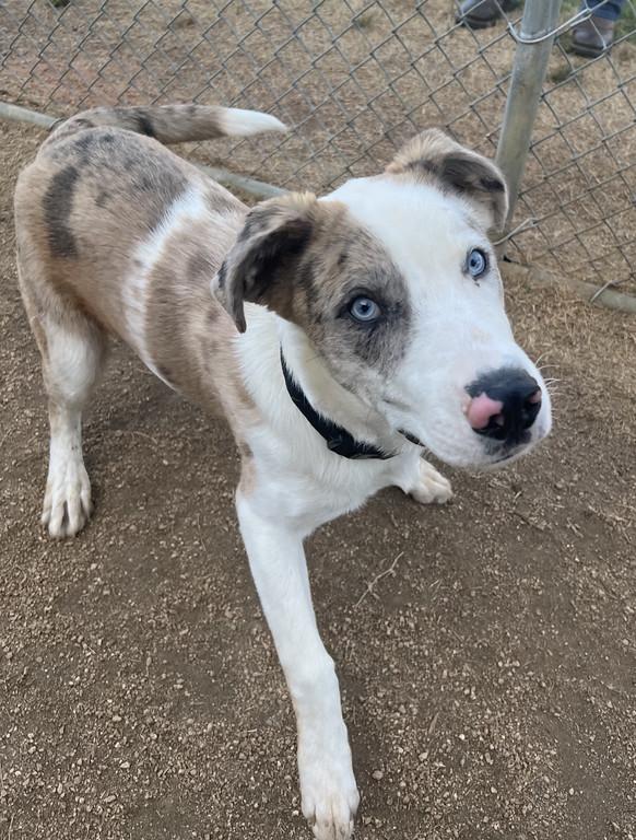 Enlarge Ricky, a ADOPTABLE mixed breed in Granbury, TX image 2/3