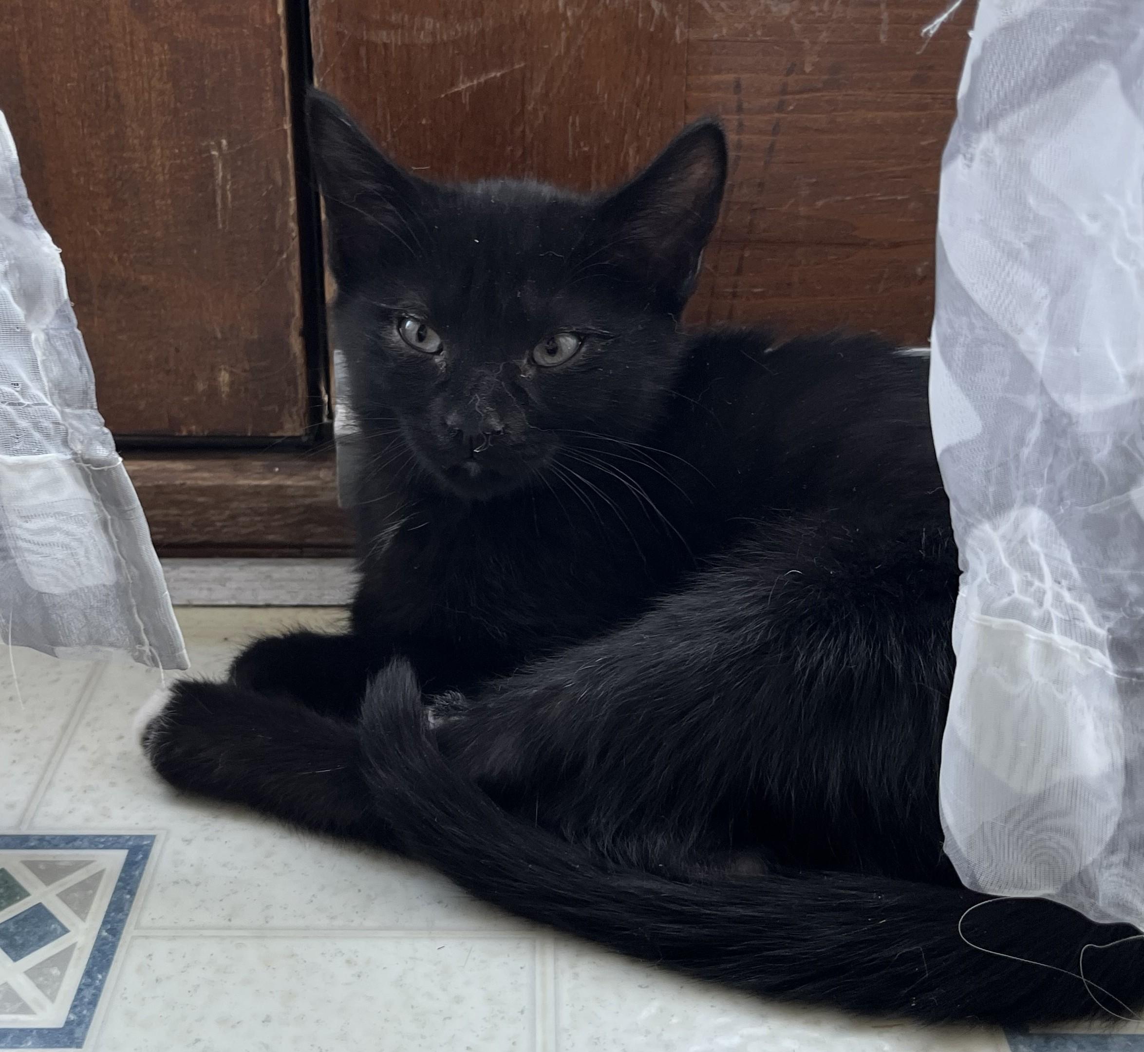 Enlarge Buckskin, an adopted Domestic Short Hair in Butte, MT image 2/3