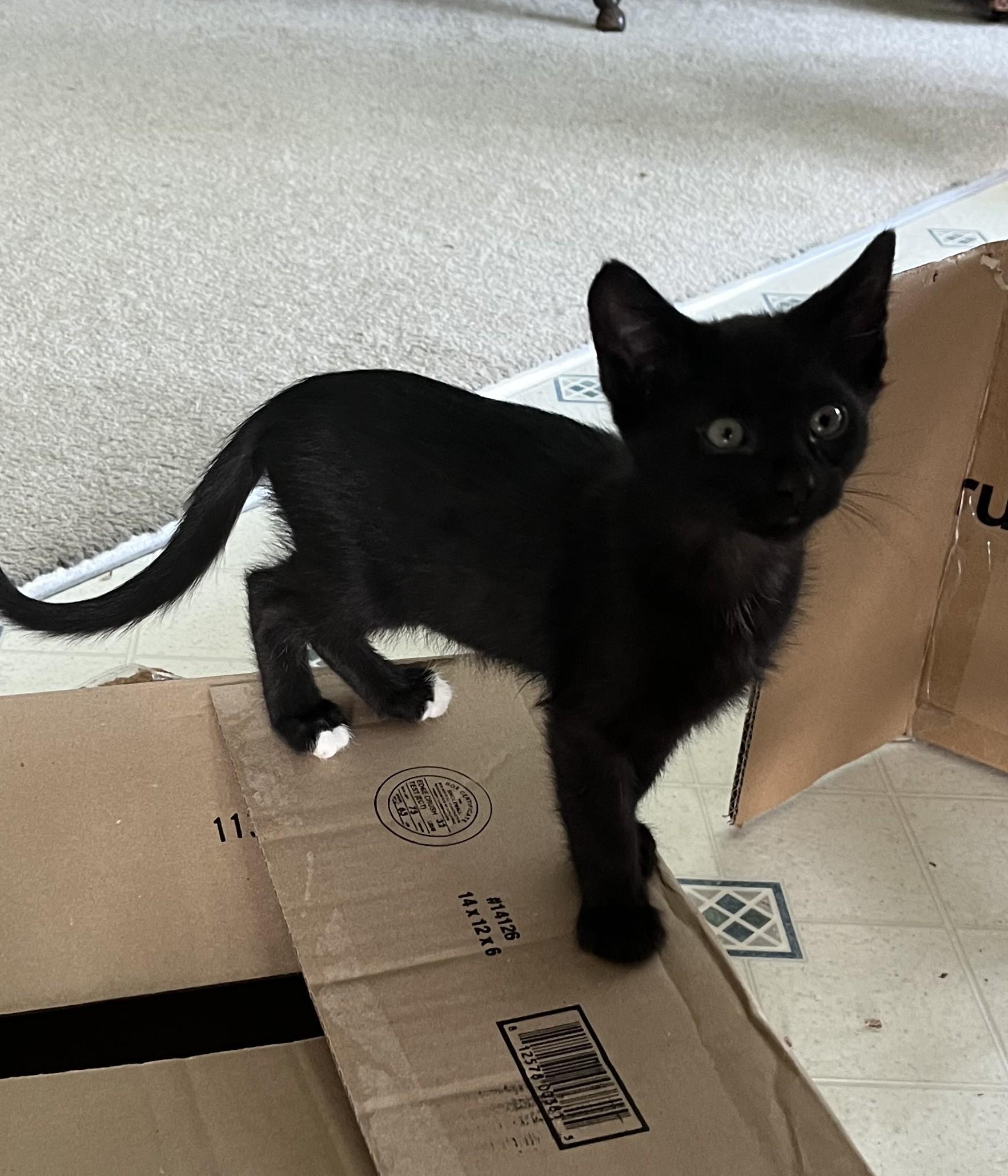 Buckskin, adopted, Young Male Domestic Short Hair.
