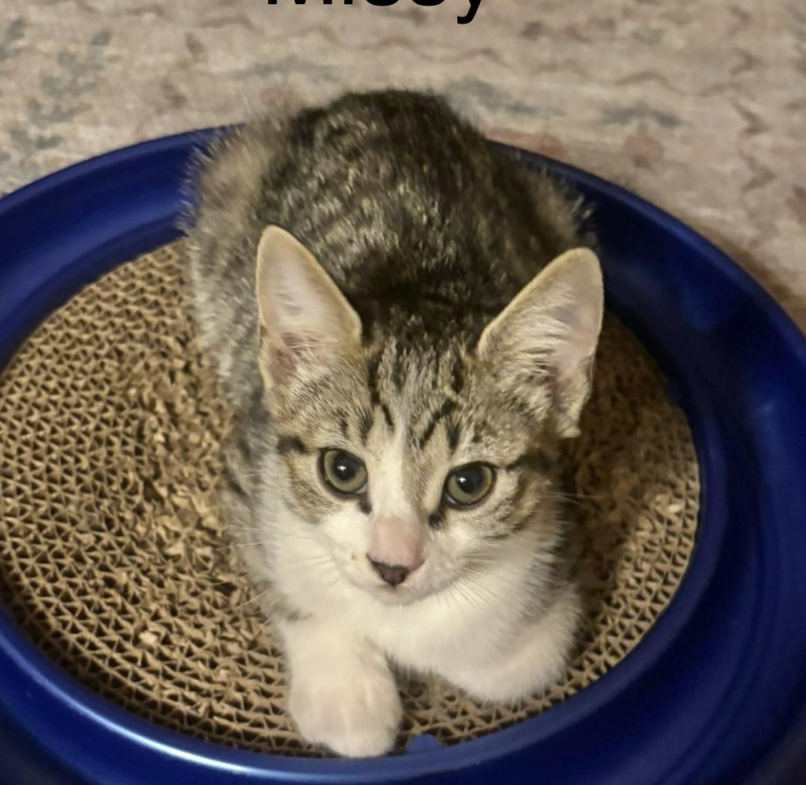 Stripes, a ADOPTABLE Domestic Short Hair in Allentown, NJ image 1/2