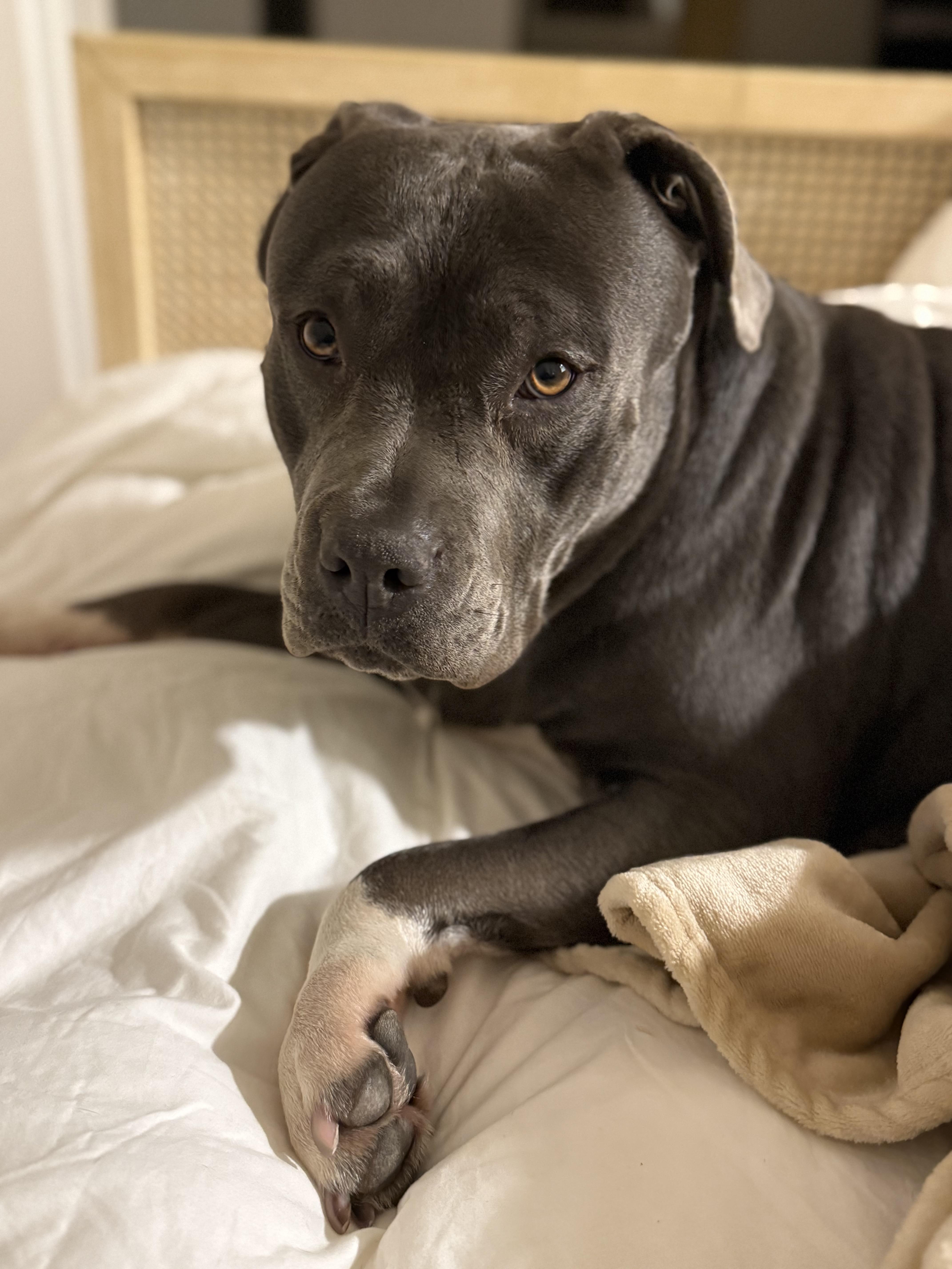 Enlarge Princess, a Adoptable mixed breed in Huntington Beach, CA image 2/6