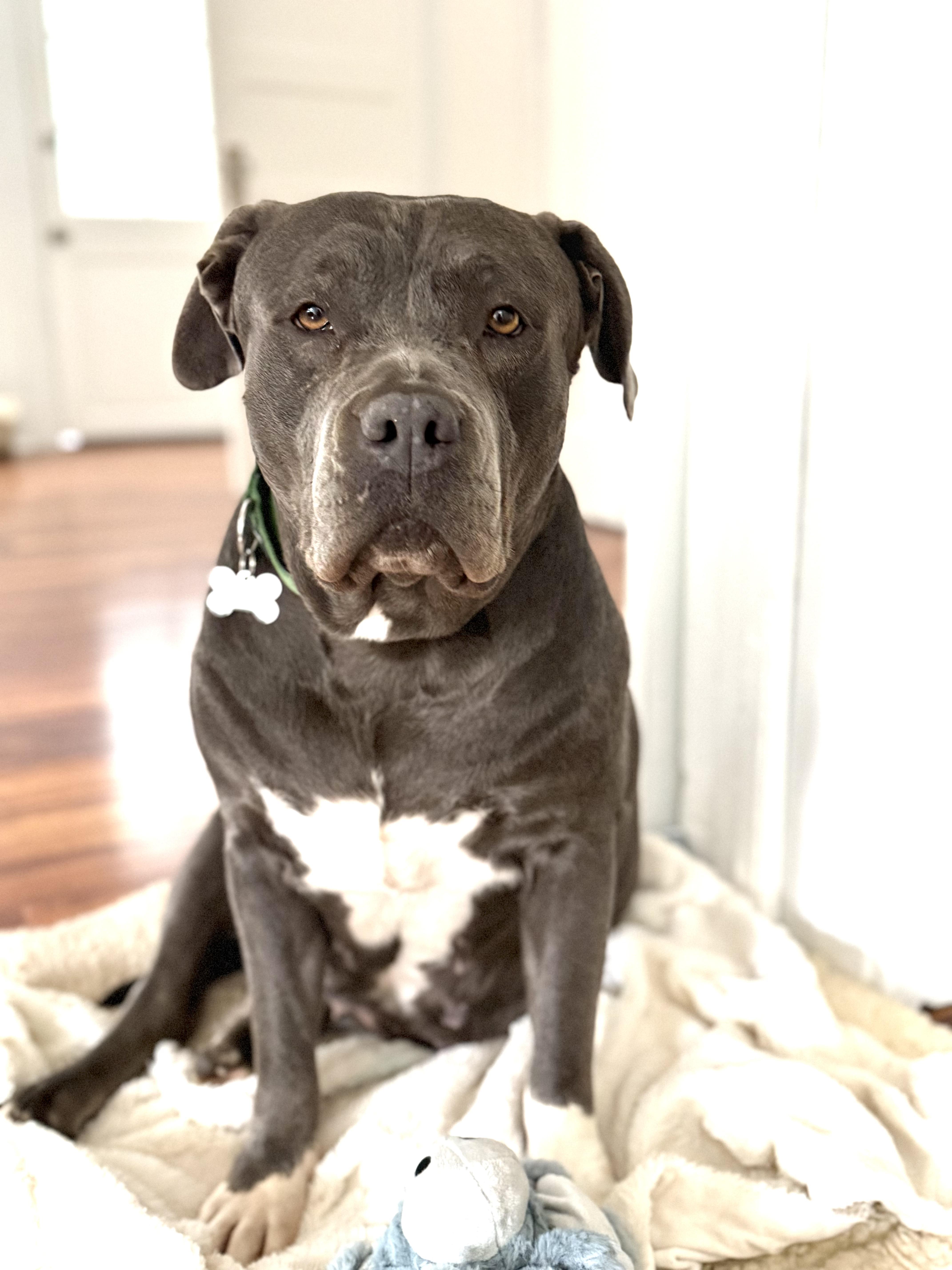 Enlarge Princess, a Adoptable mixed breed in Huntington Beach, CA image 3/6