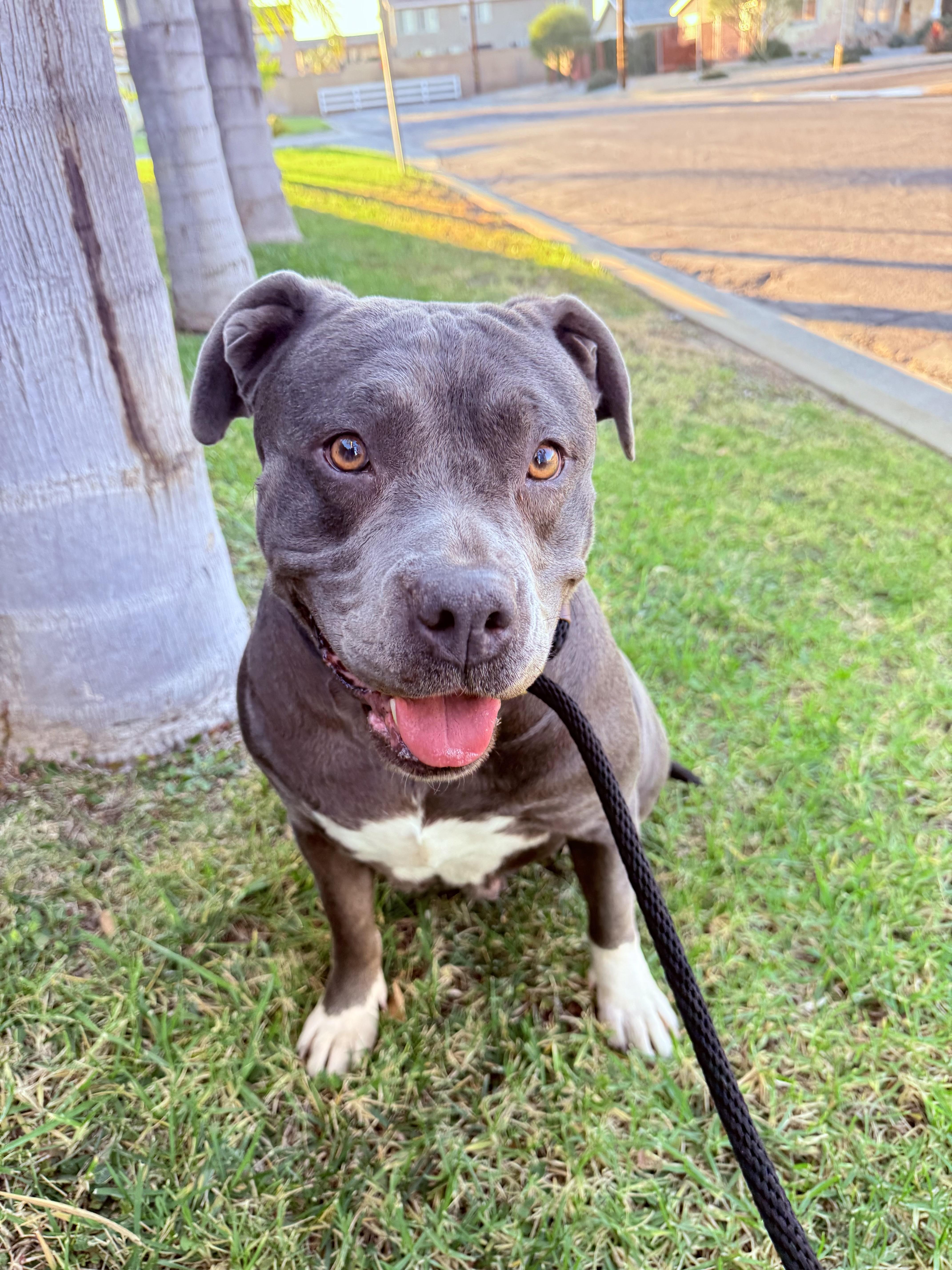 Enlarge Princess, a Adoptable mixed breed in Huntington Beach, CA image 6/6