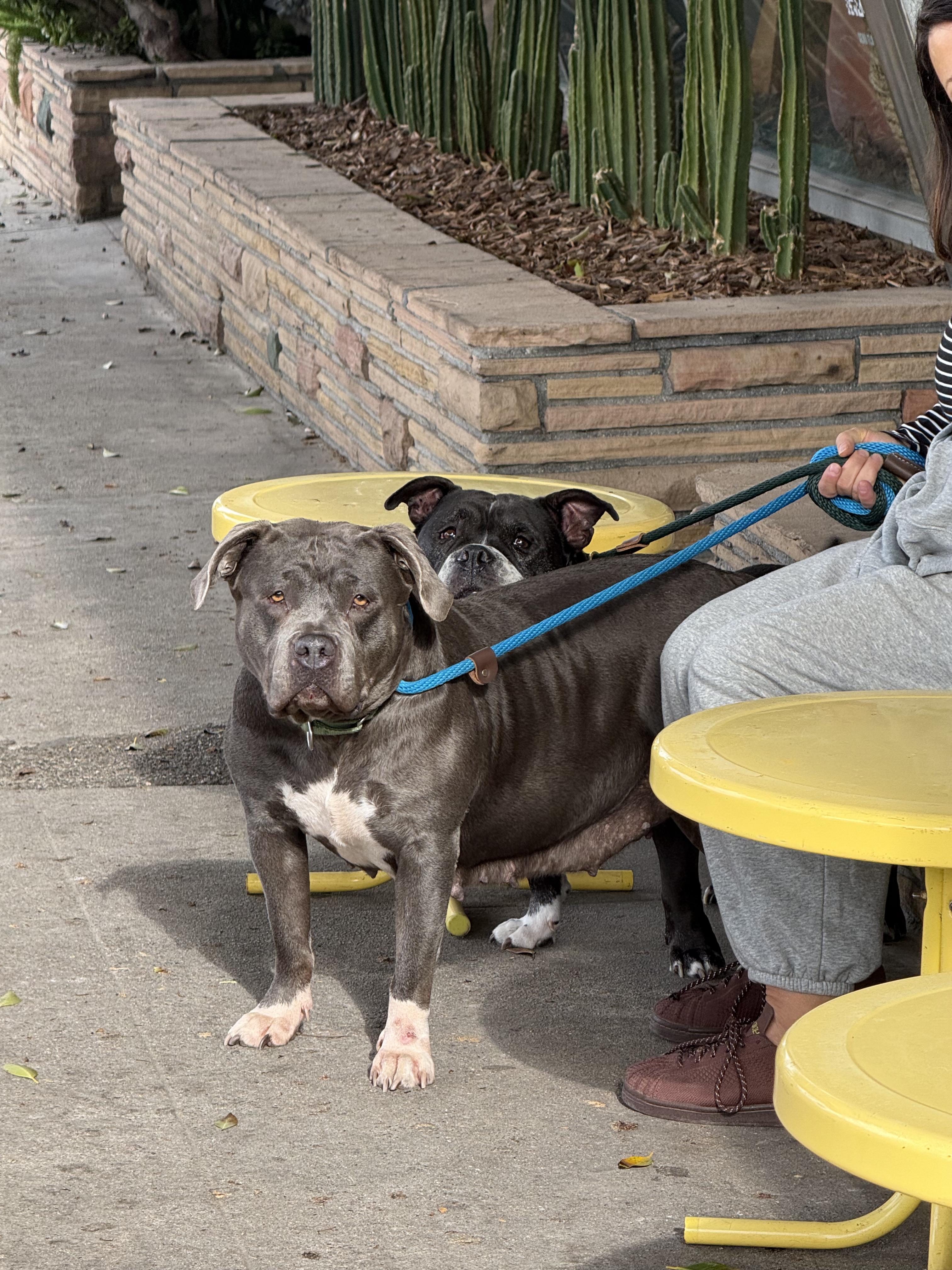 Enlarge Princess, a Adoptable mixed breed in Huntington Beach, CA image 4/6