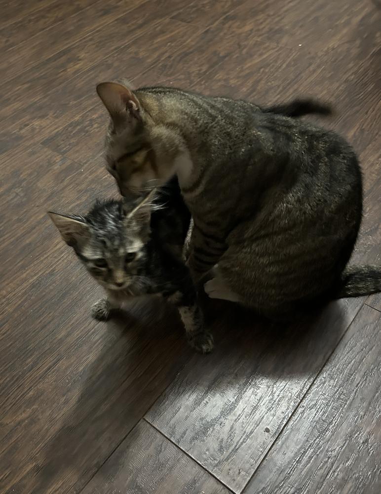 Ms Dribbles, Adoptable, Adult Female Domestic Short Hair.