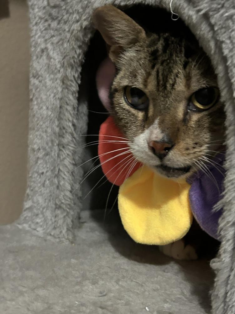 Enlarge Ms Dribbles, a Adoptable Domestic Short Hair in Orlando, FL image 2/6