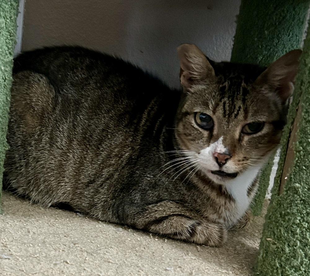 Enlarge Ms Dribbles, a Adoptable Domestic Short Hair in Orlando, FL image 3/6