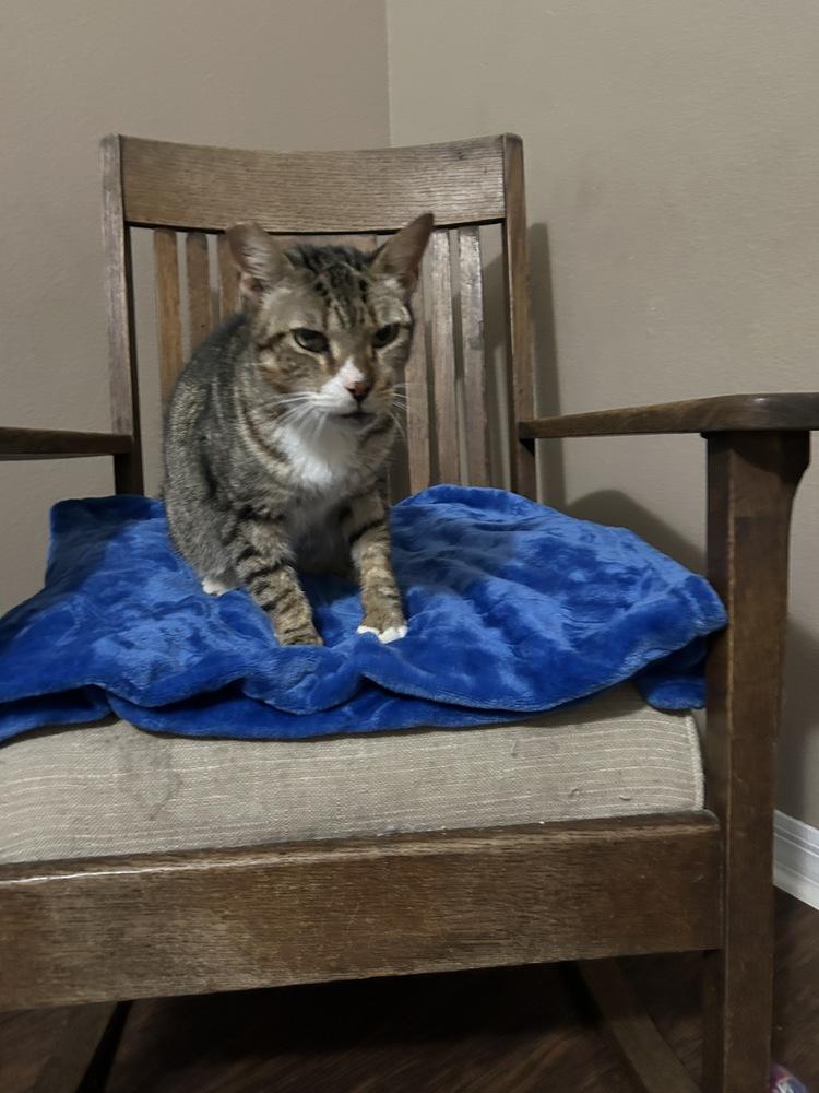 Enlarge Ms Dribbles, a Adoptable Domestic Short Hair in Orlando, FL image 4/6