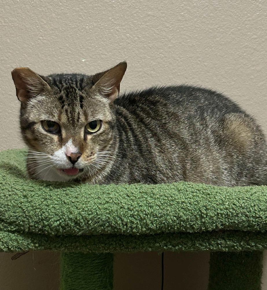 Enlarge Ms Dribbles, a Adoptable Domestic Short Hair in Orlando, FL image 5/6