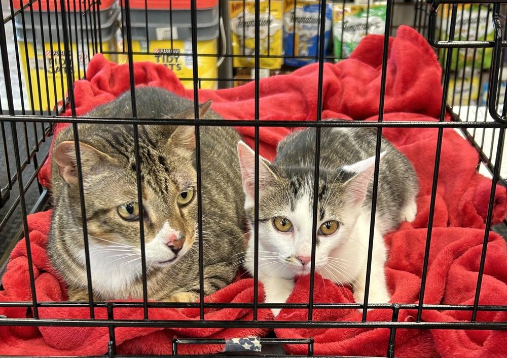 Enlarge Ms Dribbles, a Adoptable Domestic Short Hair in Orlando, FL image 6/6