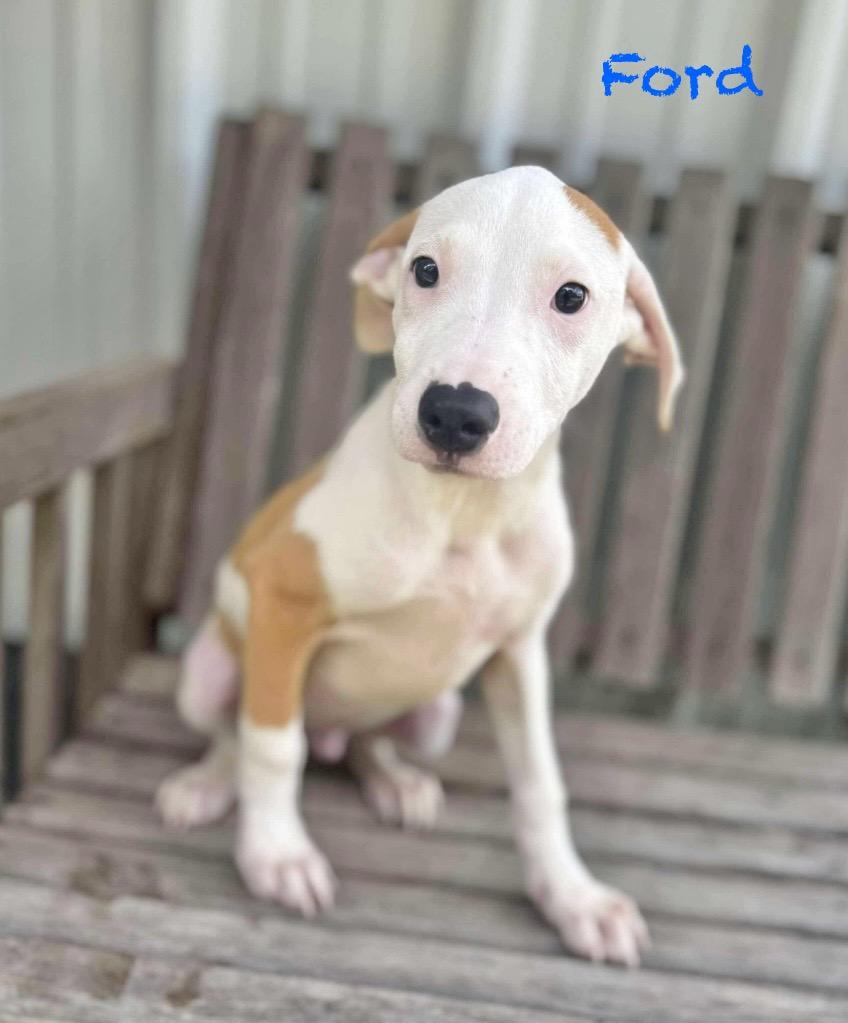 Ford, Baby Male Catahoula Leopard Dog