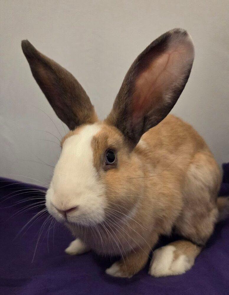 Fig, Adoptable, Adult Female Harlequin.