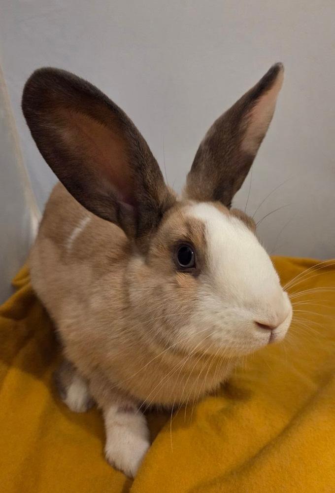 Enlarge Fig, a Adoptable mixed breed in Pasco, WA image 2/6