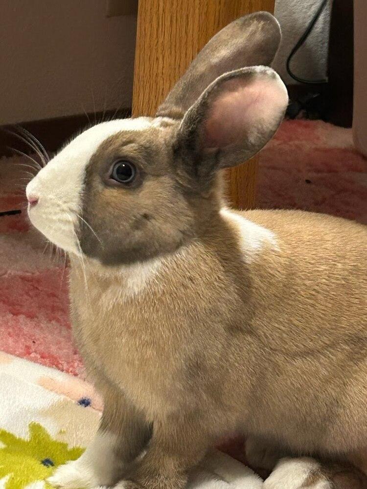 Enlarge Fig, a Adoptable mixed breed in Pasco, WA image 1/6