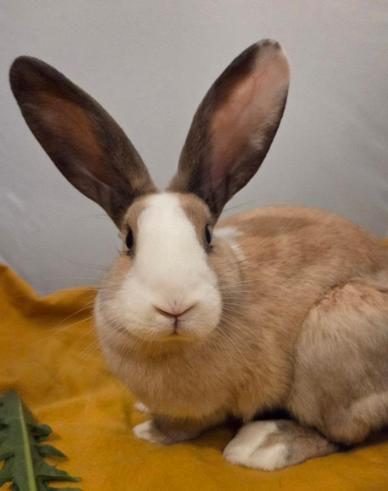 Enlarge Fig, a Adoptable mixed breed in Pasco, WA image 2/6