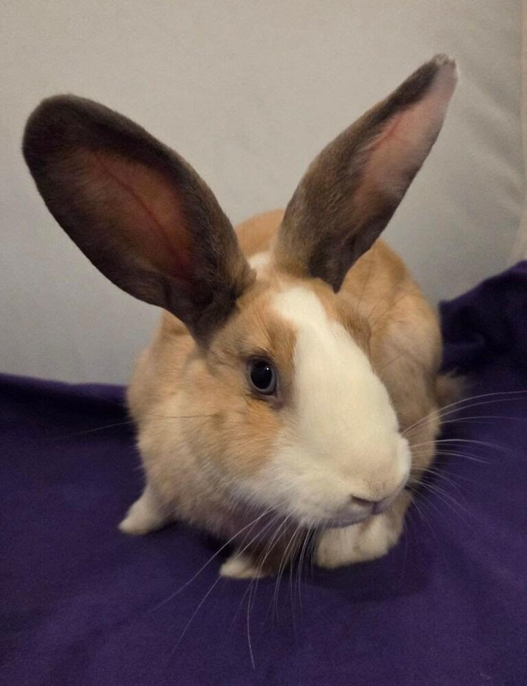 Enlarge Fig, a Adoptable mixed breed in Pasco, WA image 3/6