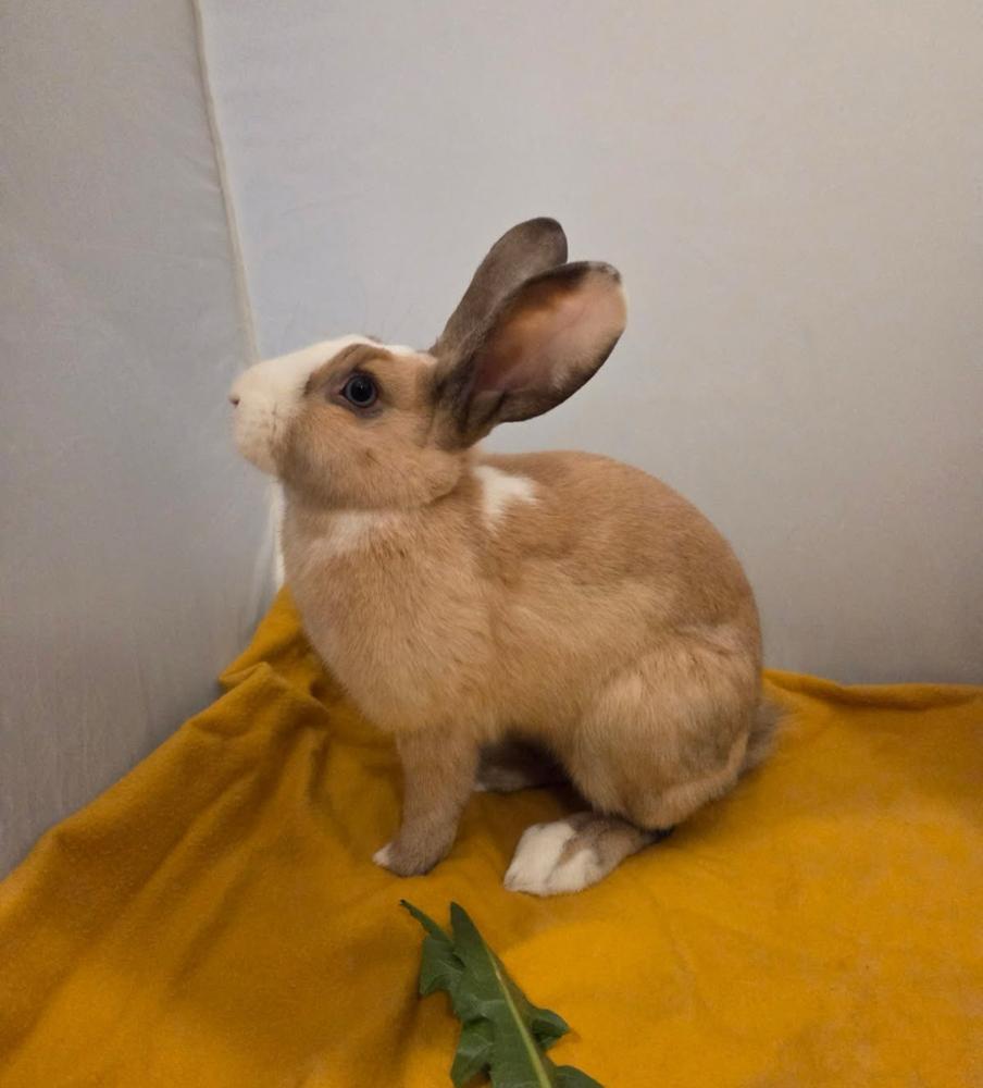 Enlarge Fig, a Adoptable mixed breed in Pasco, WA image 4/6