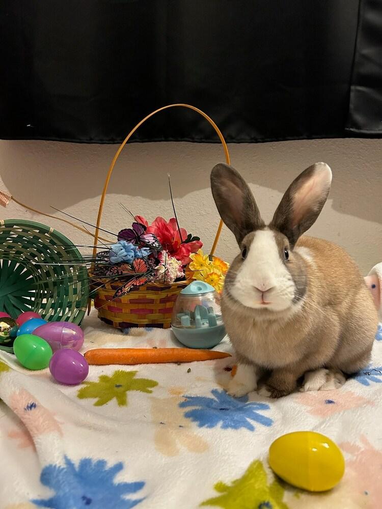 Enlarge Fig, a Adoptable mixed breed in Pasco, WA image 5/6