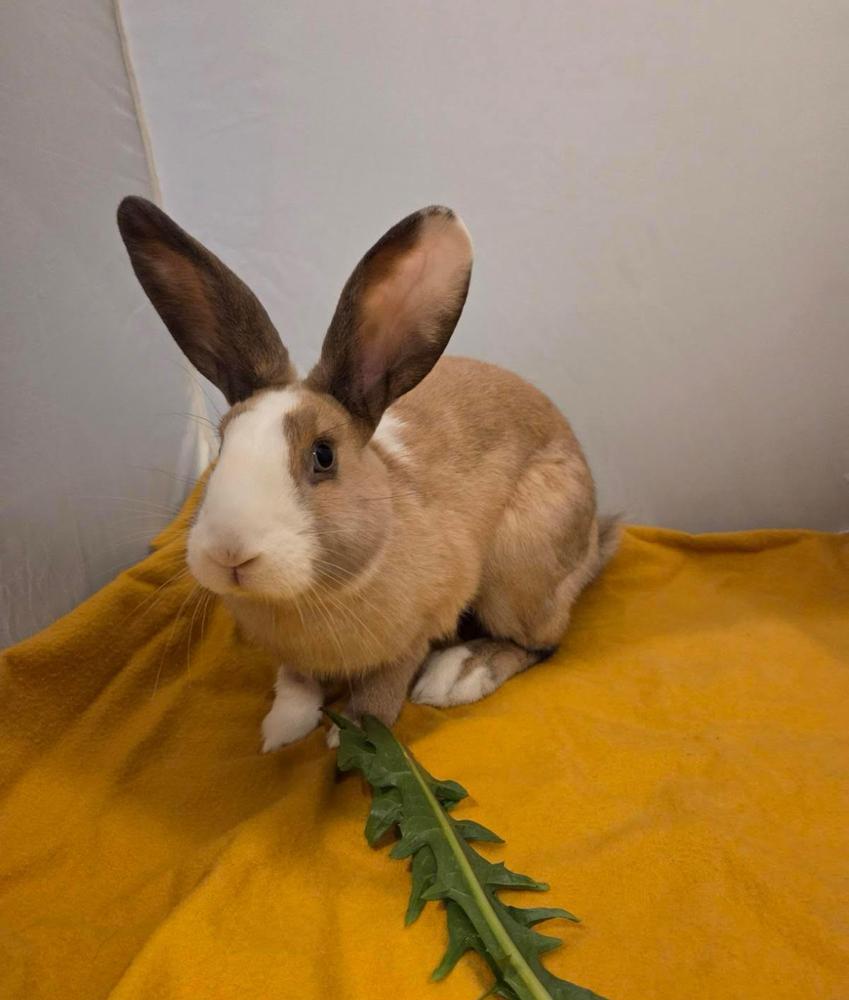 Enlarge Fig, a Adoptable mixed breed in Pasco, WA image 6/6